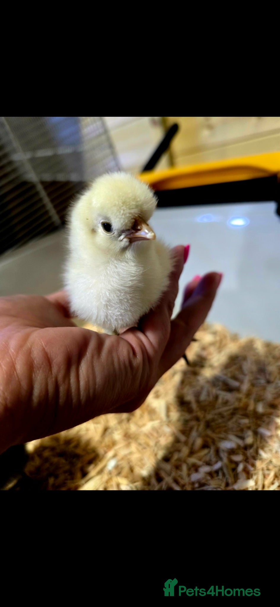 Chickens poultry for sale: Days old chicks available  - Advert 3