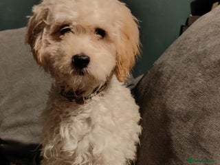 Maltipoo dogs Cooper - Advert 1