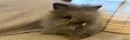 Lionhead rabbits for sale: Double mane lion lead bunny’s for sale  - Advert 12