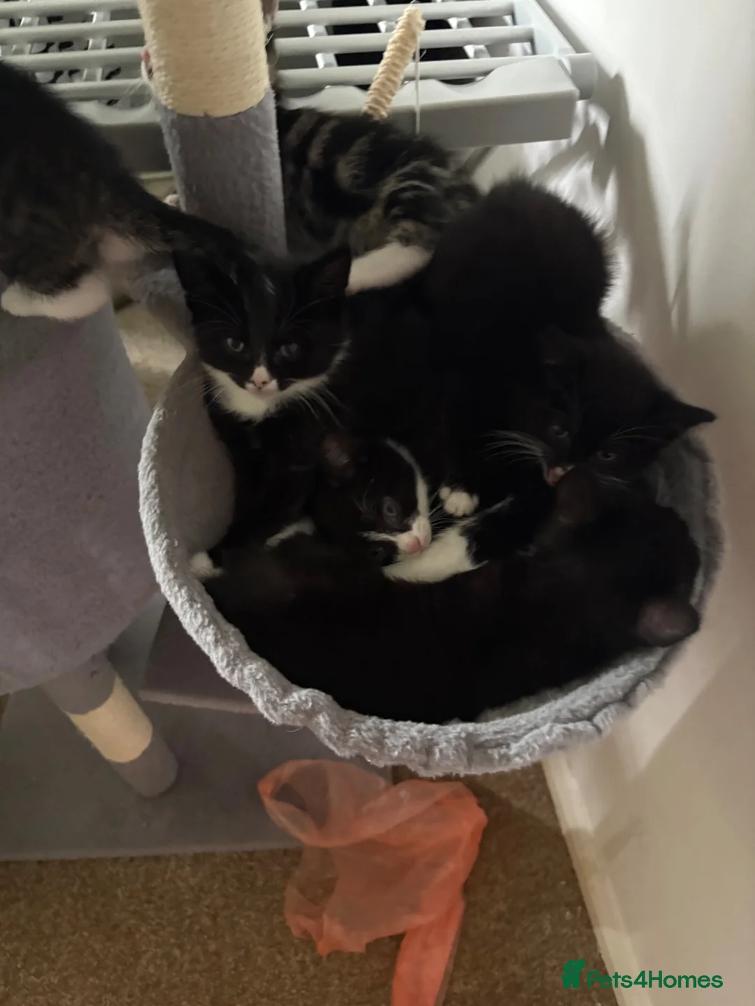 Mixed Breed cats for sale: Cats kittens  in Norwich - Advert 10