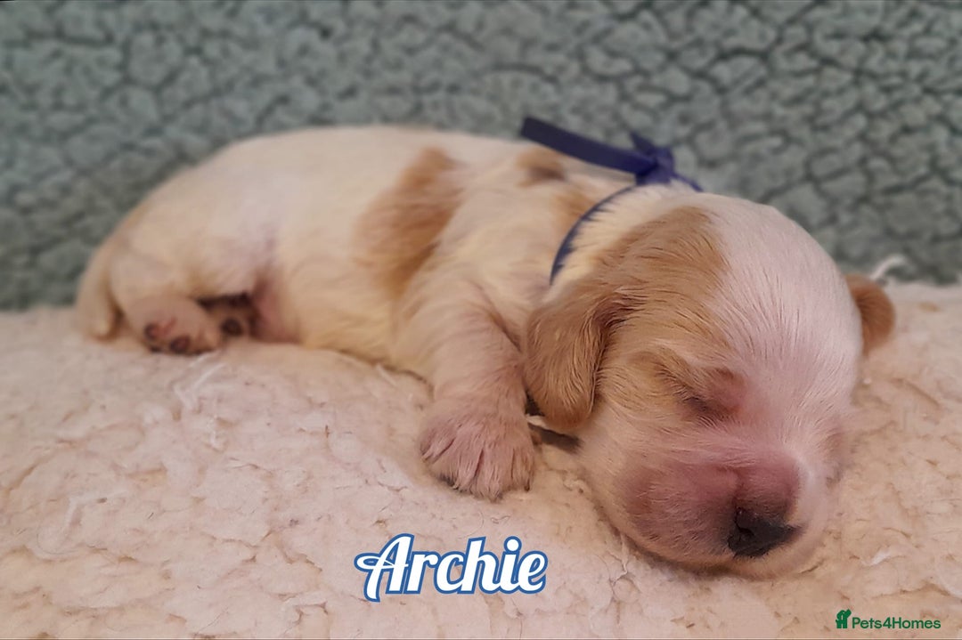 Cocker Spaniel dogs for sale: Stunning Show Cocker Spaniels - Advert 5