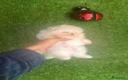Pomeranian dogs for sale: Our little white baby girl - Image 6