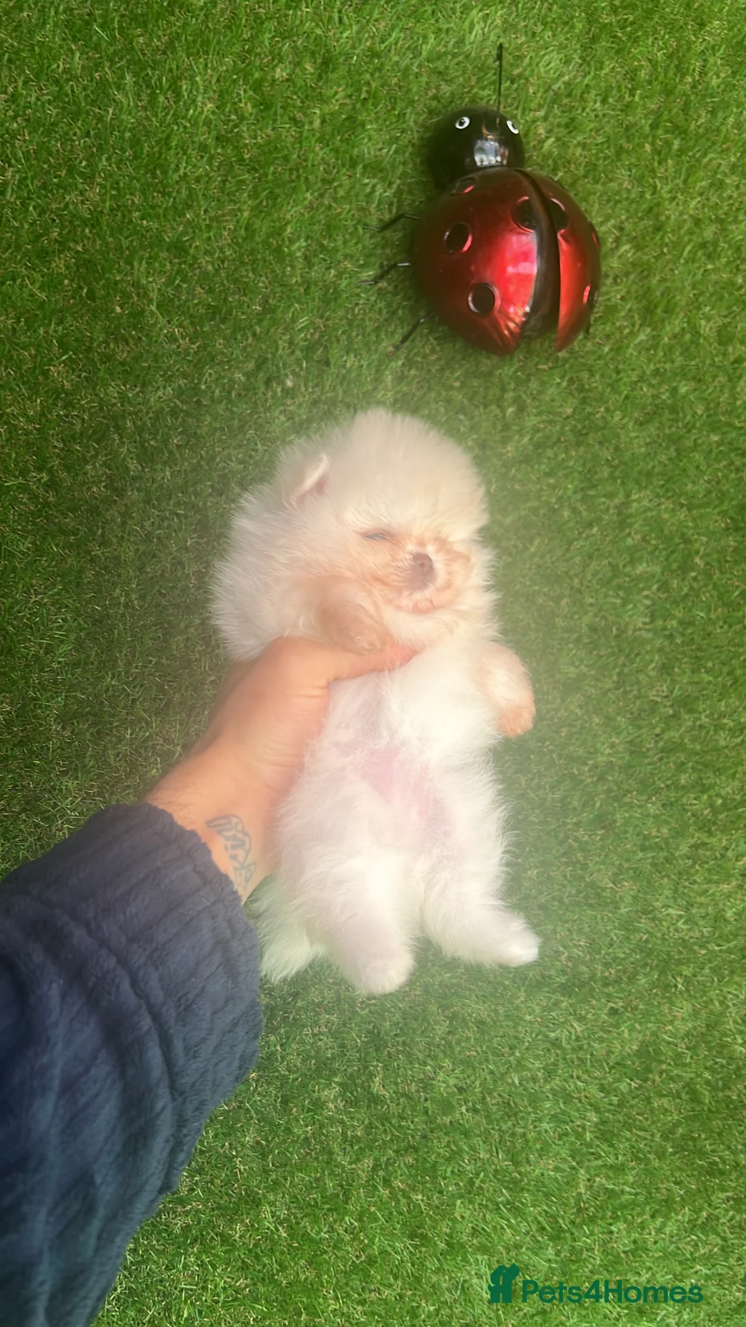 Pomeranian dogs for sale: Our little white baby girl - Advert 6