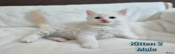 Ragdoll cats for sale: Ragdoll kittens looking for loving homes - Advert 6