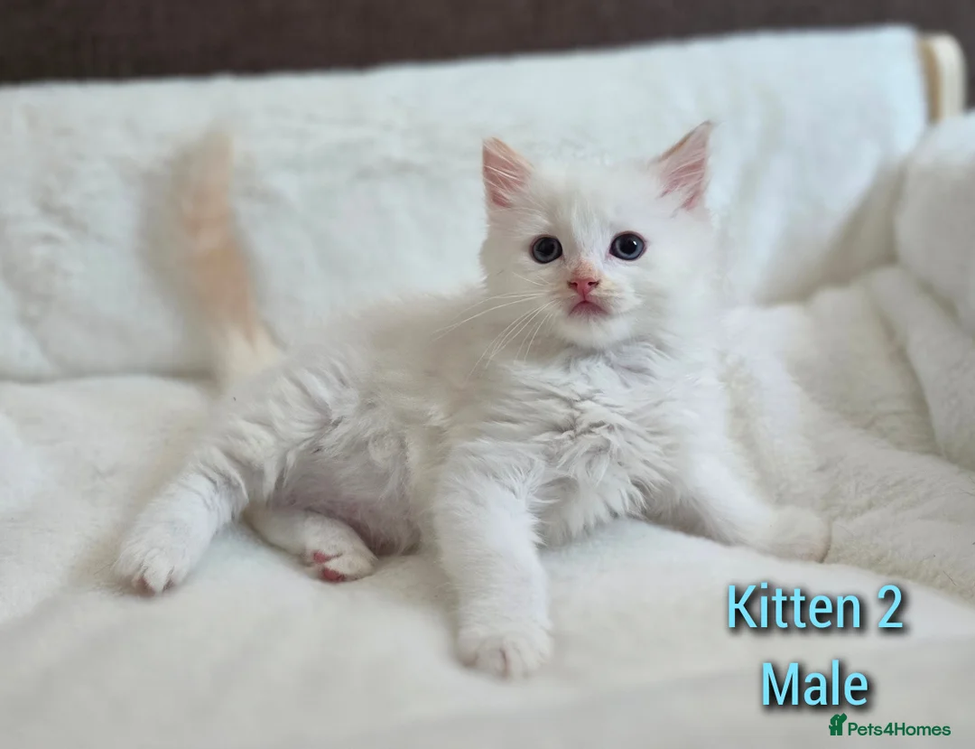 Ragdoll cats for sale: Ragdoll kittens looking for loving homes - Advert 6