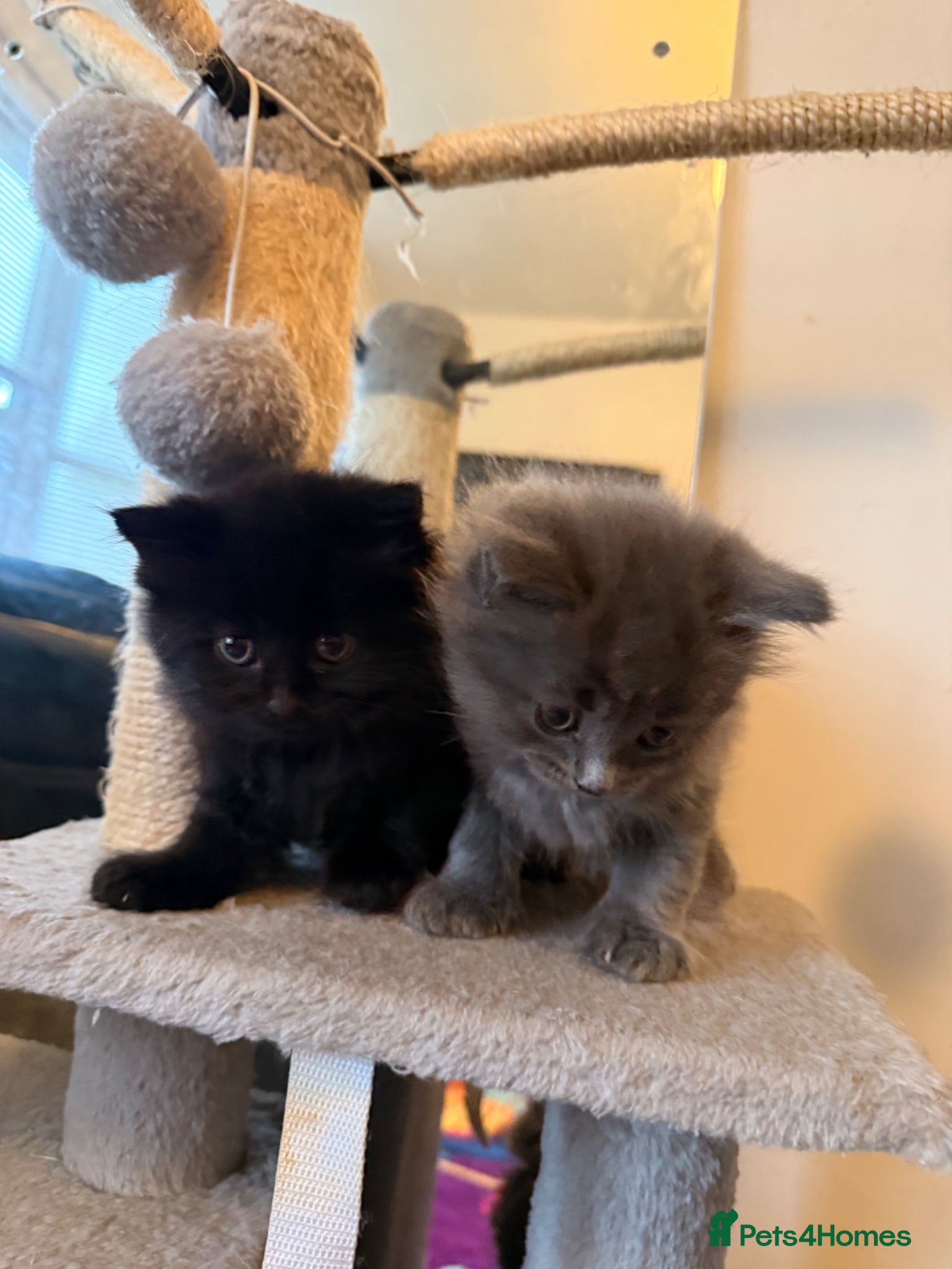 Mixed Breed cats Adorable 7-Week Old Kittens Ready for Loving Home - Advert 1