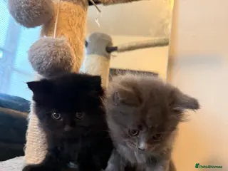 Mixed Breed cats Adorable 7-Week Old Kittens Ready for Loving Home - Advert 1