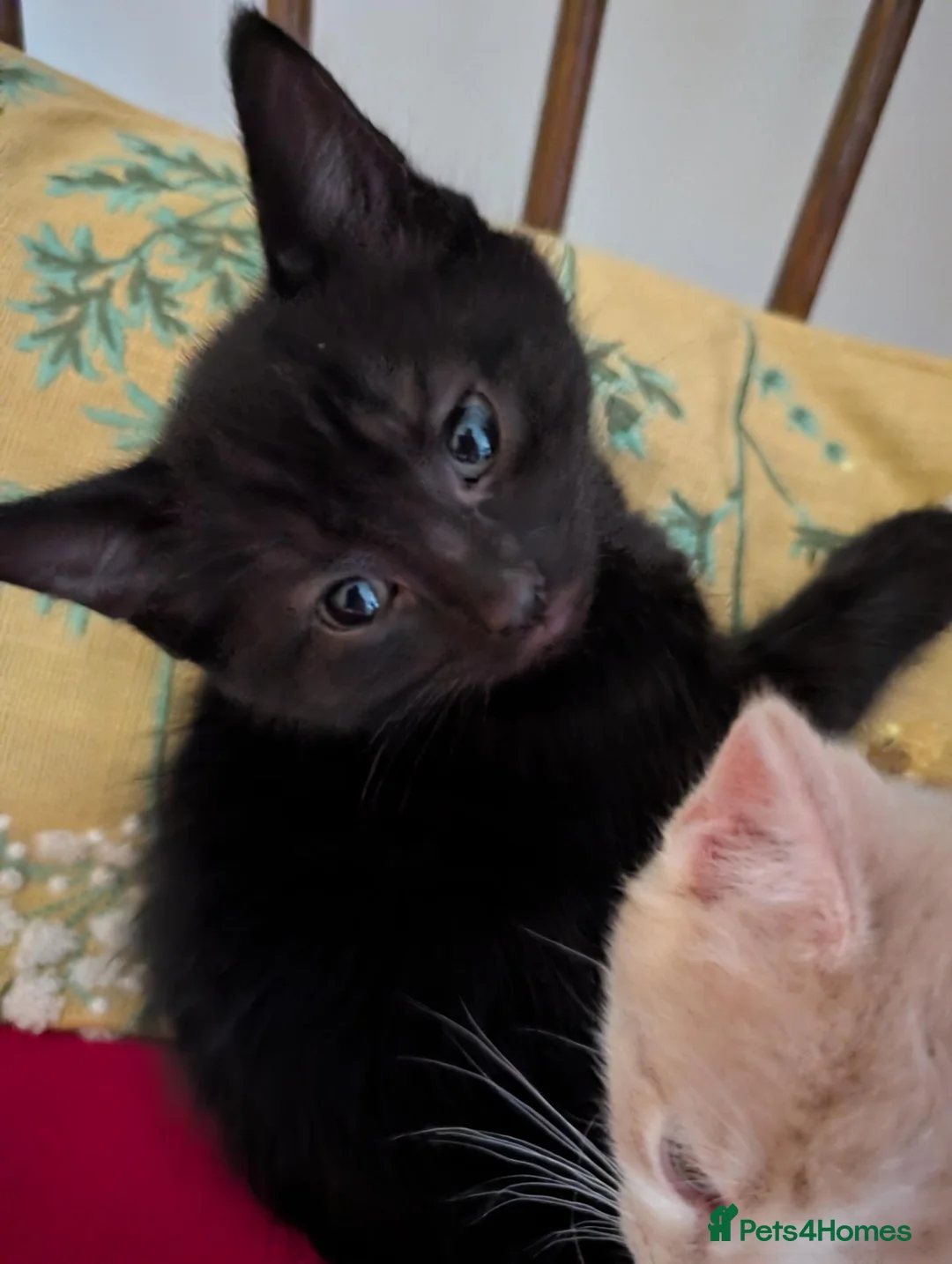 Domestic Shorthair cats for sale: Lovely kittens short and longhair  - Advert 22