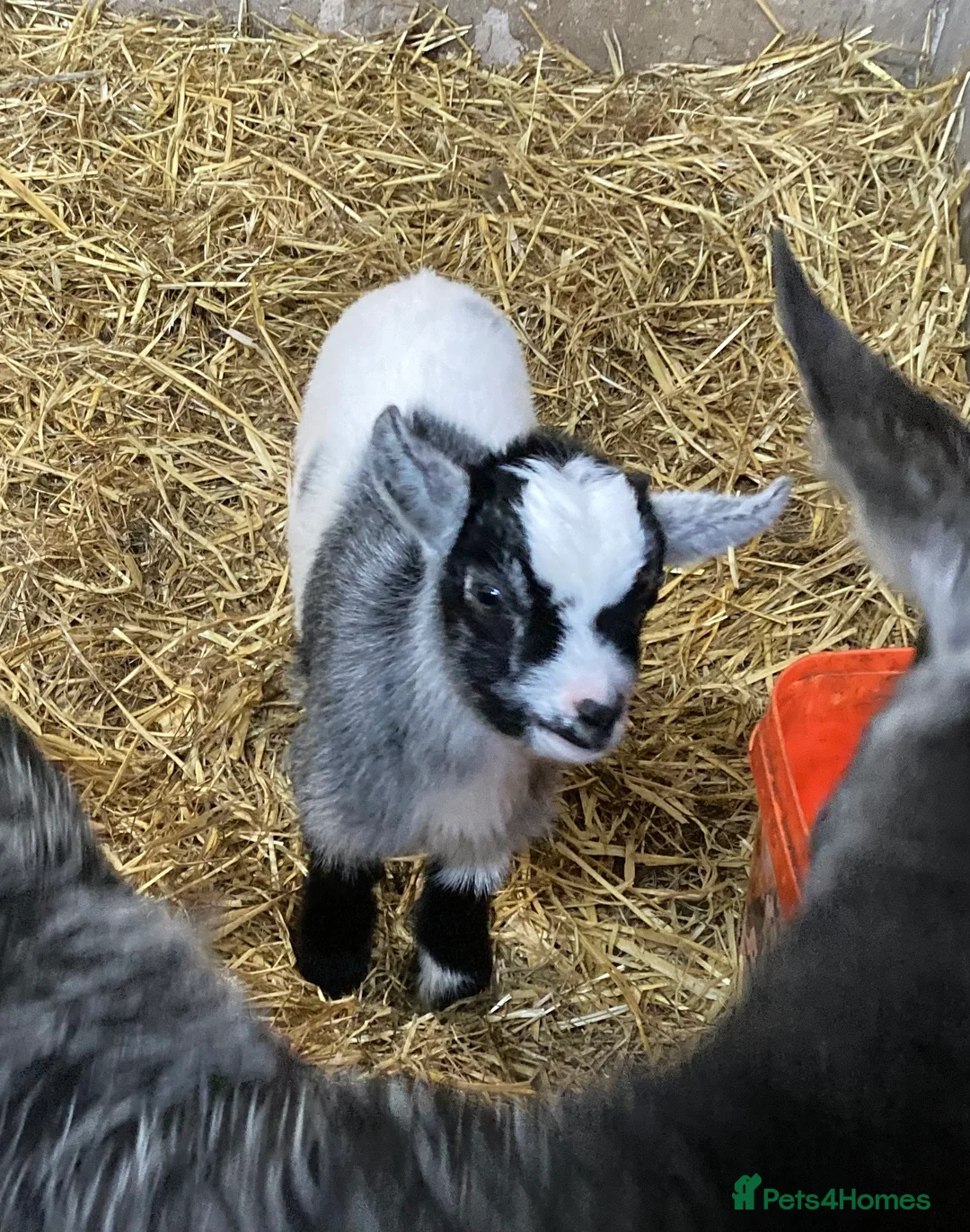 Goats livestock for sale: Pygmy goat kids - Advert 2