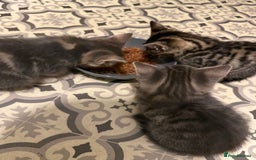 Mixed Breed cats for sale: 2 female kittens  - Image 5