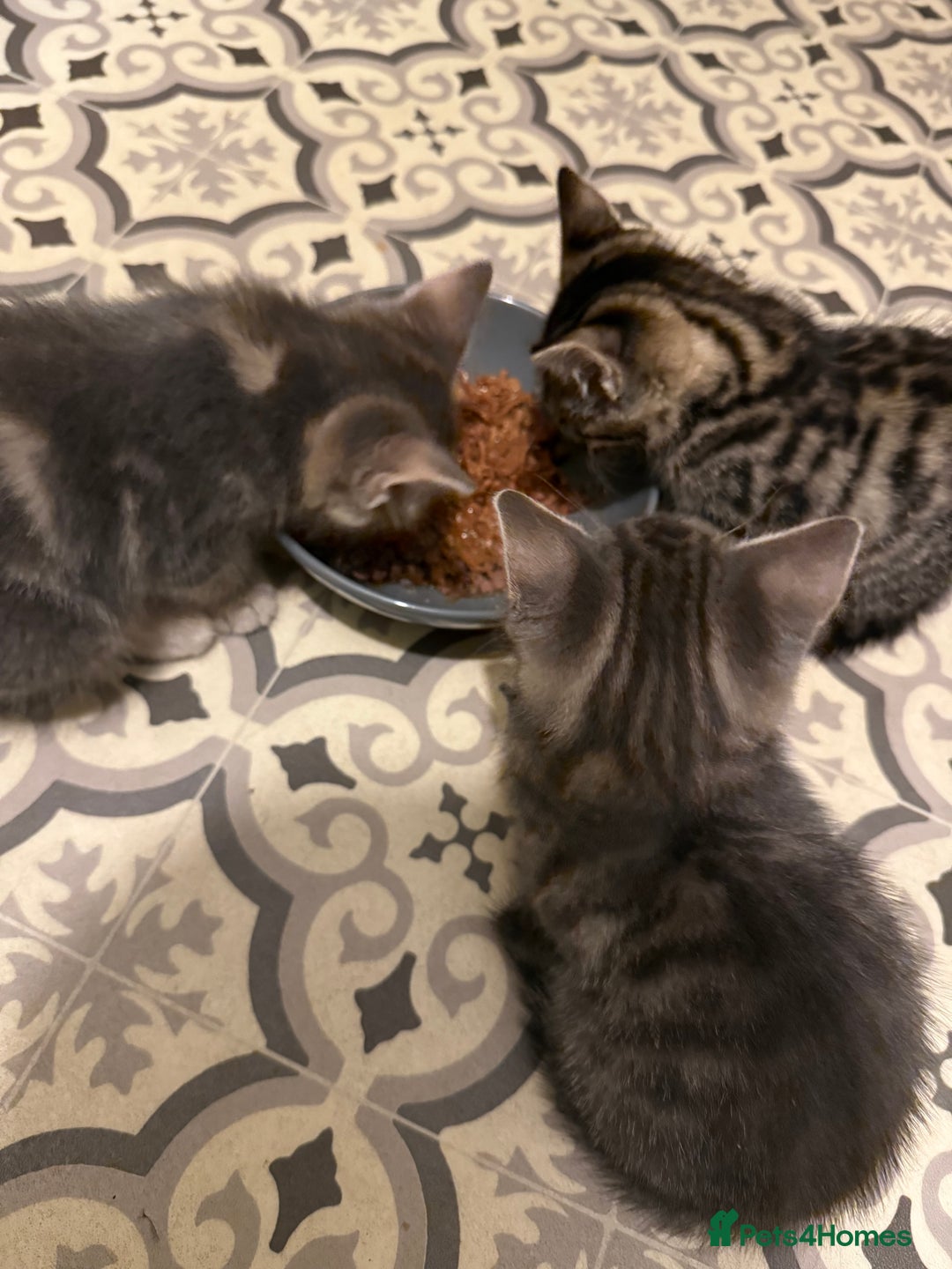 Mixed Breed cats for sale: 2 female kittens  - Image 5