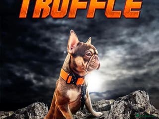 French Bulldog dogs NEW SHADE ROJO AND TAN FOR STUD in Liverpool - Advert 1