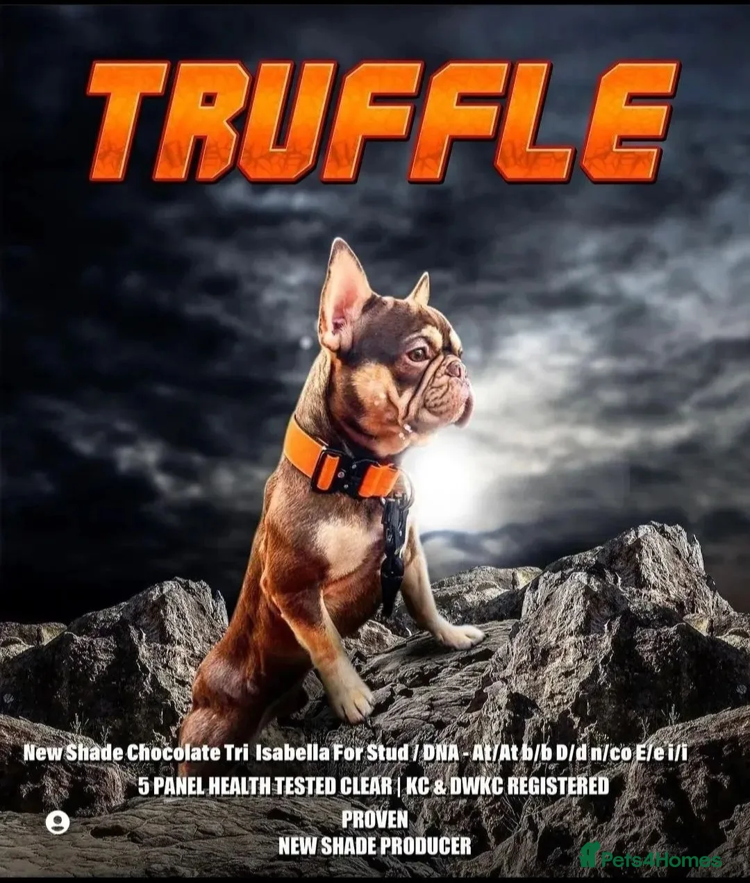 French Bulldog dogs for stud: NEW SHADE ROJO AND TAN FOR STUD in Liverpool - Advert 1