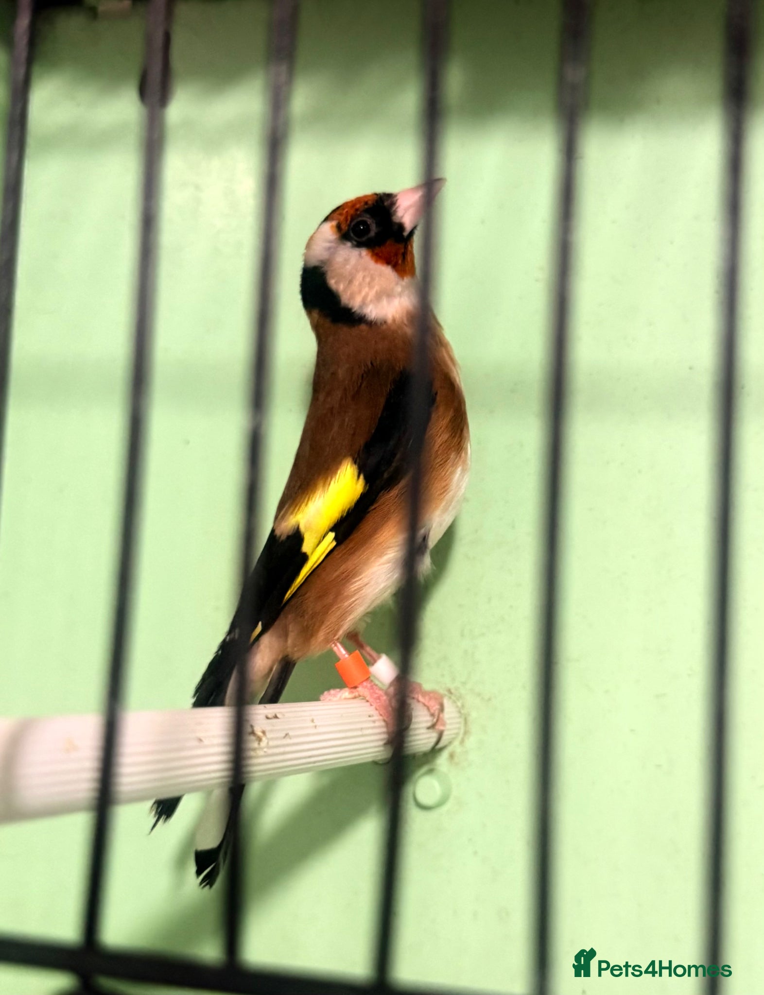 Canaries birds Canary Pair + Male Goldfinch Available - Advert 6