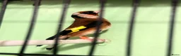 Canaries birds for sale: Canary Pair + Male Goldfinch Available - Advert 2