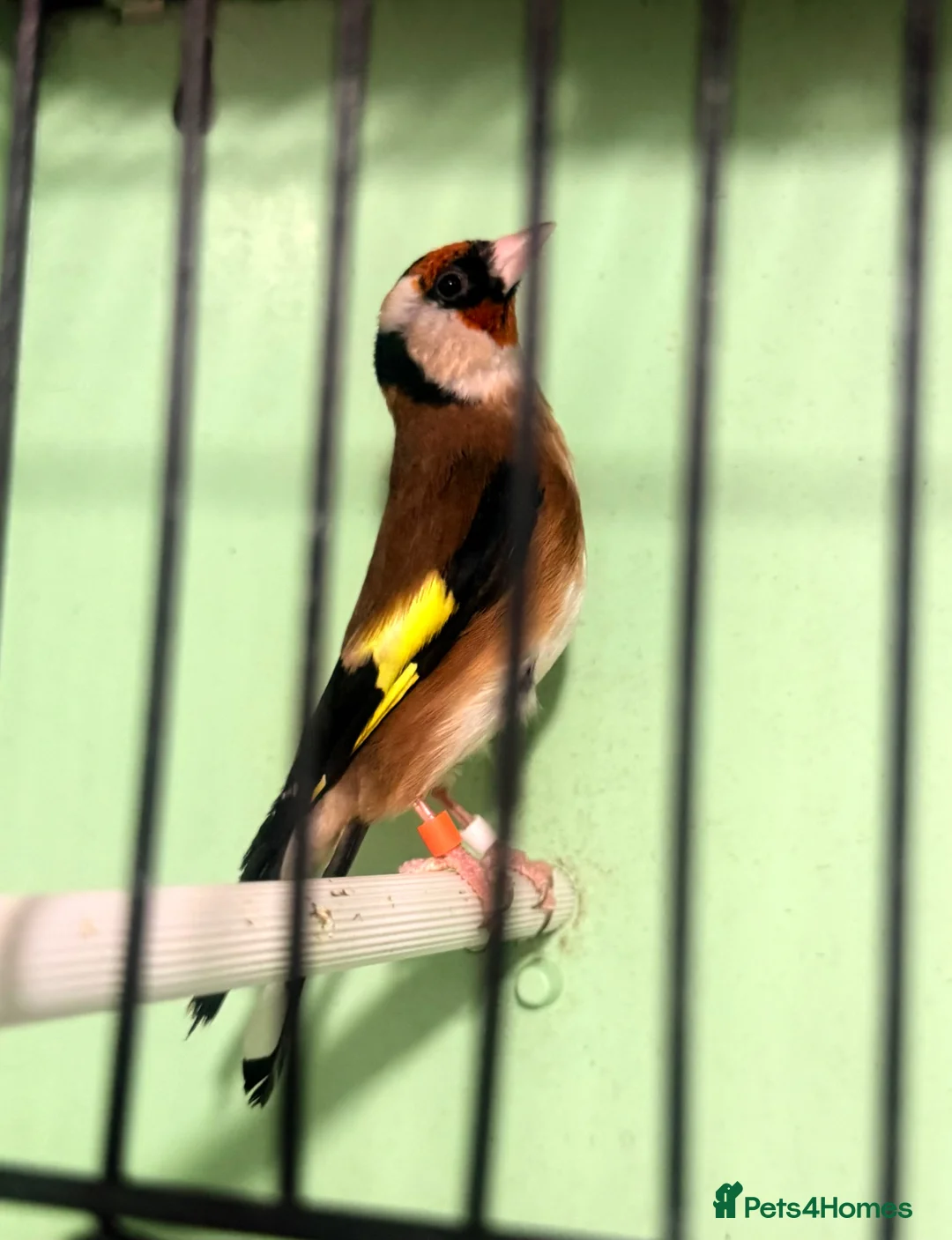 Canaries birds for sale: Canary Pair + Male Goldfinch Available - Advert 2