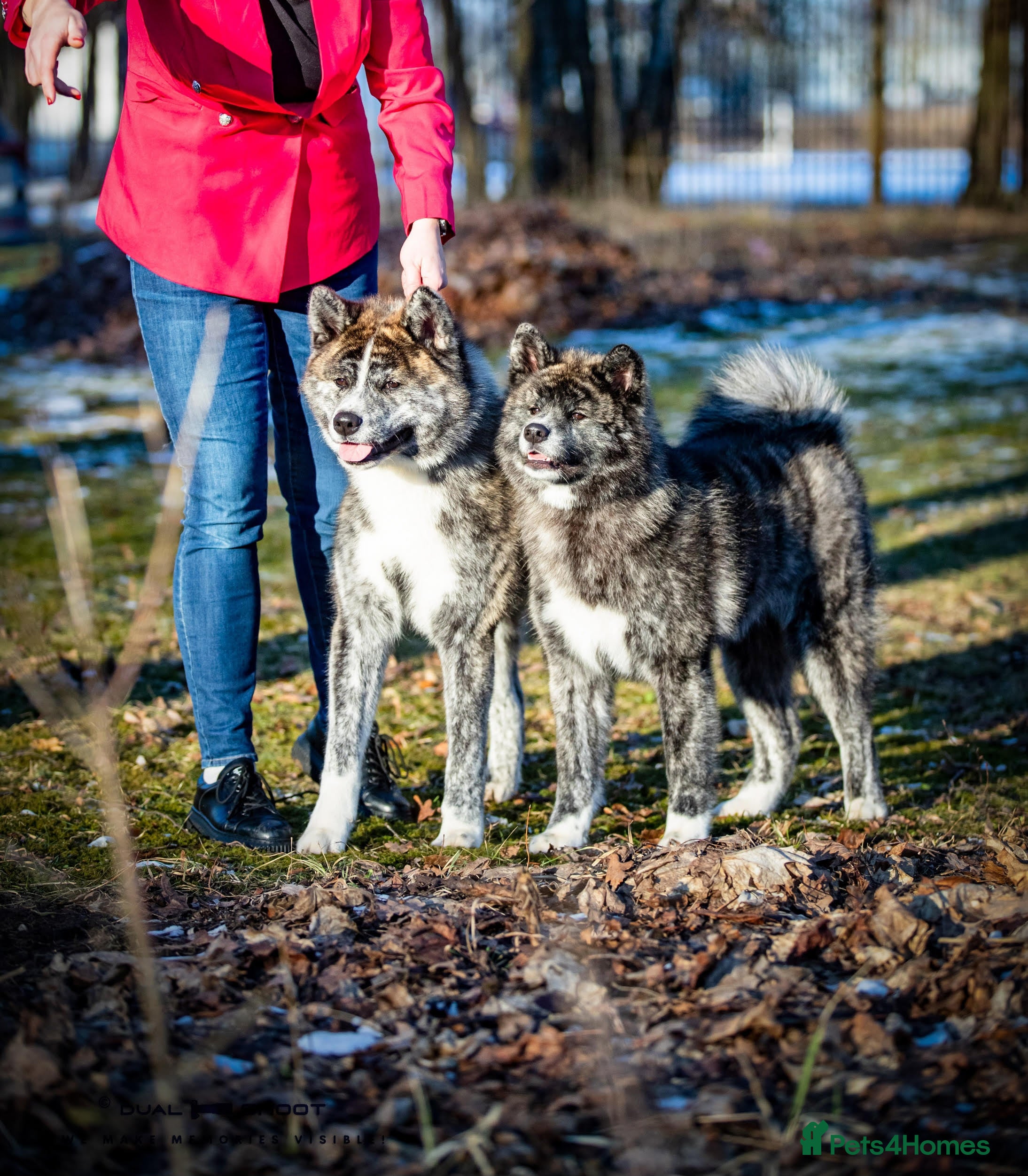 Japanese Akita Inu dogs Pure Breed Jepanese akita INU - Advert 1