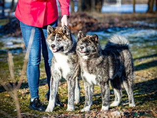 Japanese Akita Inu dogs Pure Breed Jepanese akita INU - Advert 5