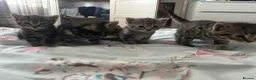 Mixed Breed cats for sale: Bengal kittens  in North Walsham - Advert 2