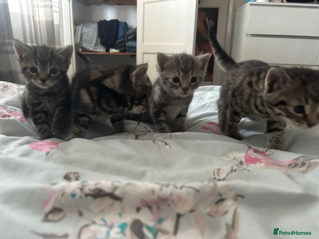 Mixed Breed cats for sale: Bengal kittens  in North Walsham - Advert 2