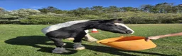 Irish Cob horses for sale: Traditional Cob - Advert 1