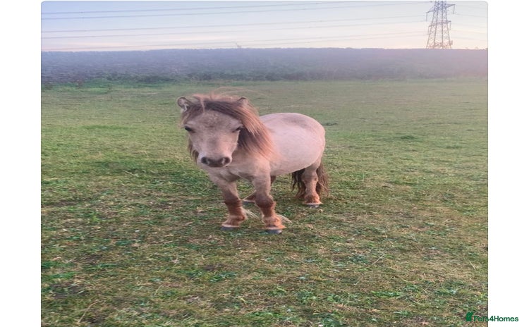 Shetland pony horses - Advert 6