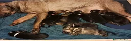 German Shepherd dogs for sale: German shepherd puppies! (Ready to leave)  - Advert 5