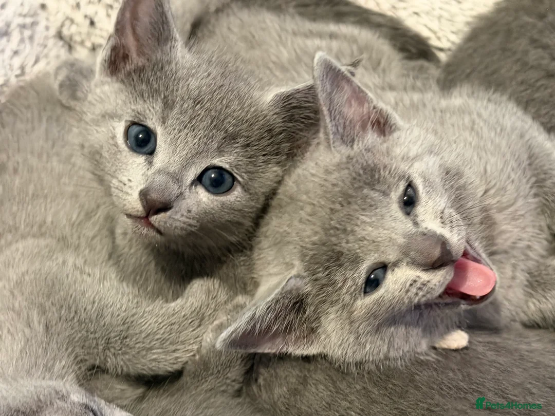 Russian Blue cats for sale: Russian blue TICA registered kittens  - Advert 15