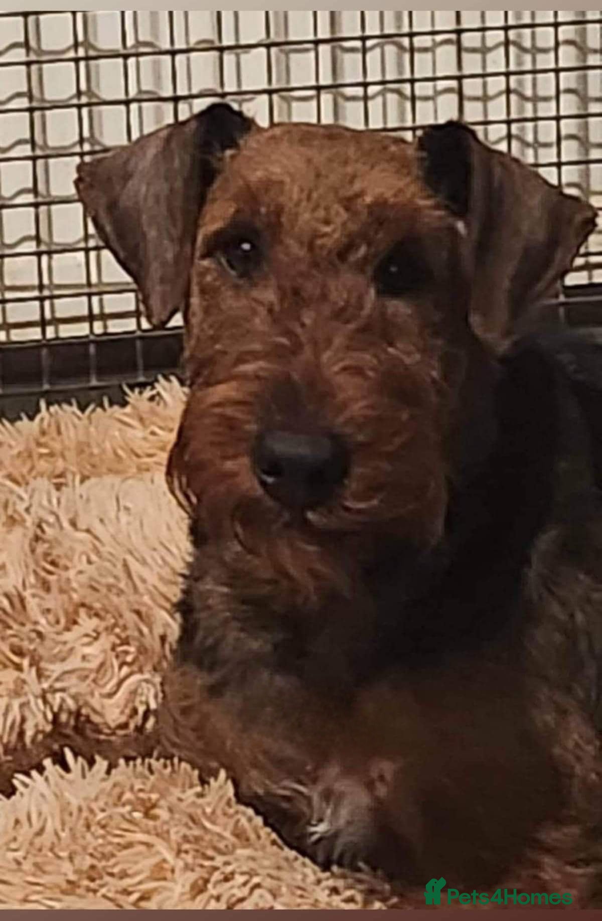 Airedale Terrier dogs Beautiful Airedale Puppies - Advert 1