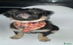 Pug dogs for sale: Scar fluffy pug - Image 17
