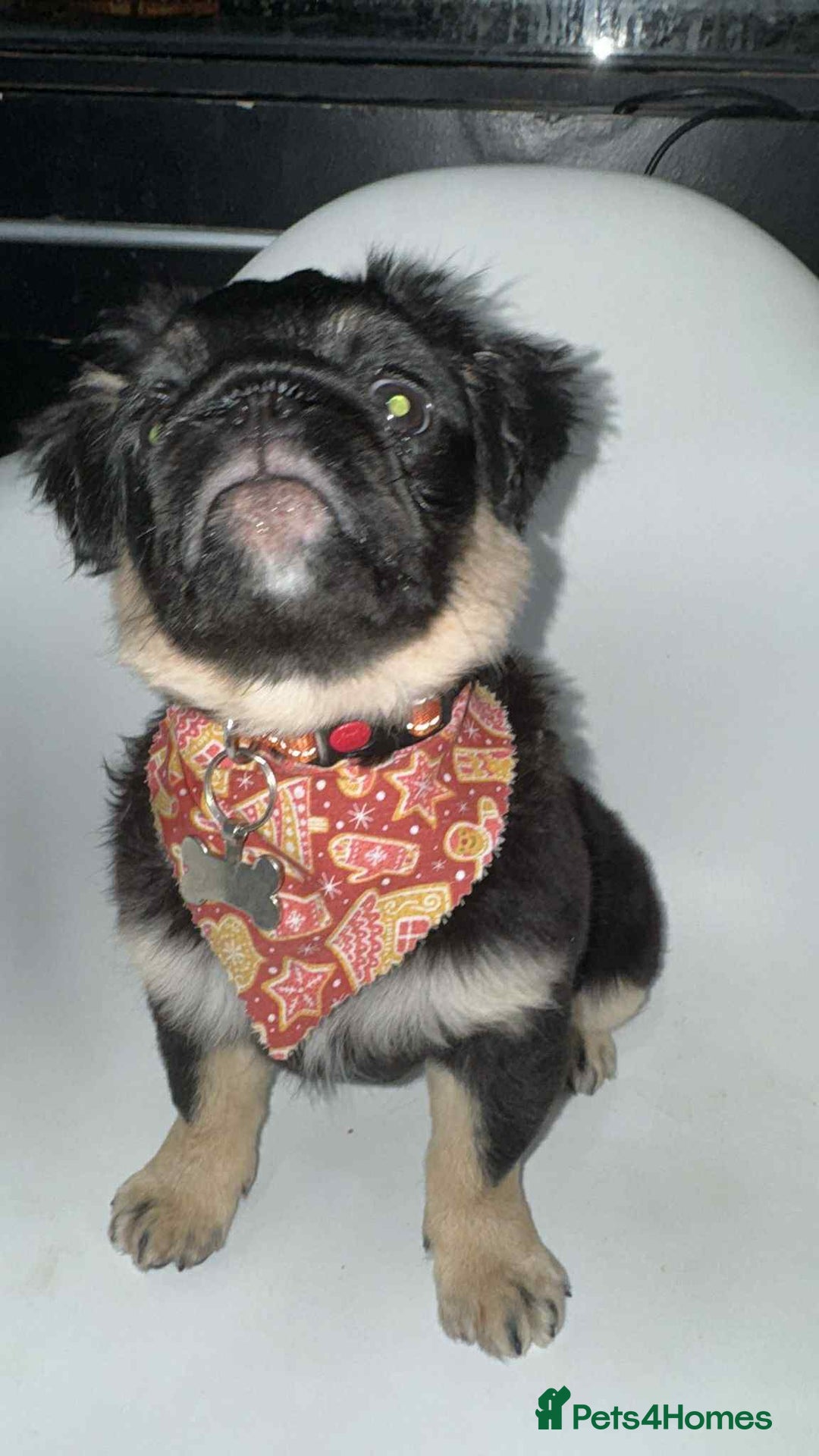 Pug dogs for sale: Scar fluffy pug - Image 17