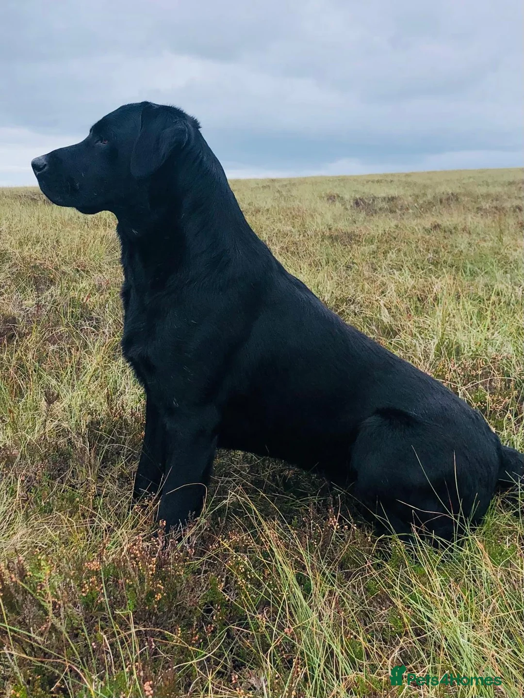 Labrador Retriever dogs for sale: Stunning, Health Tested Parents, KC Lab Puppies - Advert 25