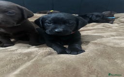 Labrador Retriever dogs for sale: Labrador puppies - Advert 12