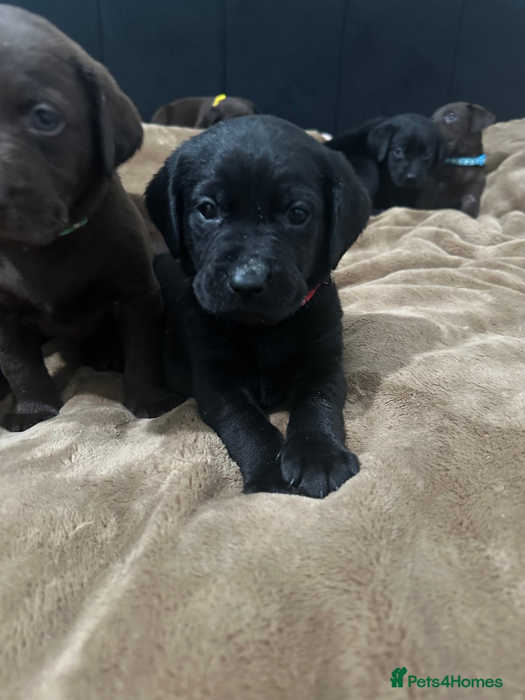 Labrador Retriever dogs for sale: Labrador puppies - Advert 12