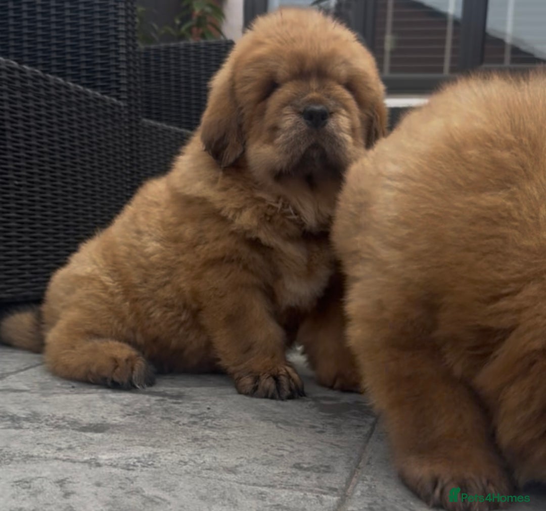 Tibetan Mastiff dogs for sale: Chinese Tibetan mastiff pups  - Image 9