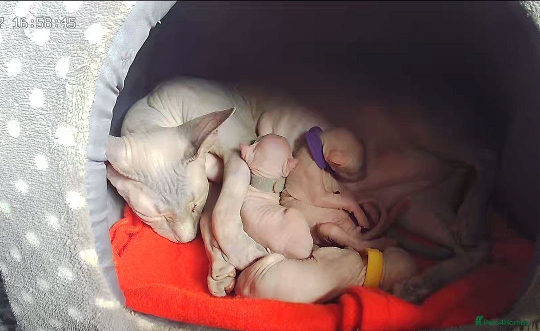 Sphynx cats for stud: Sphynx boy for stud  in Southampton - Advert 31