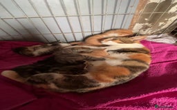 Domestic Shorthair cats for sale: kittens looking for forever home ! - Image 5