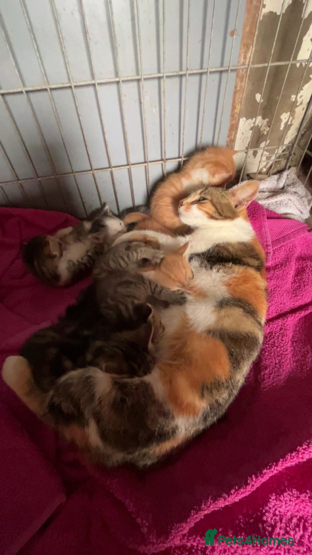 Domestic Shorthair cats for sale: kittens looking for forever home ! - Image 5