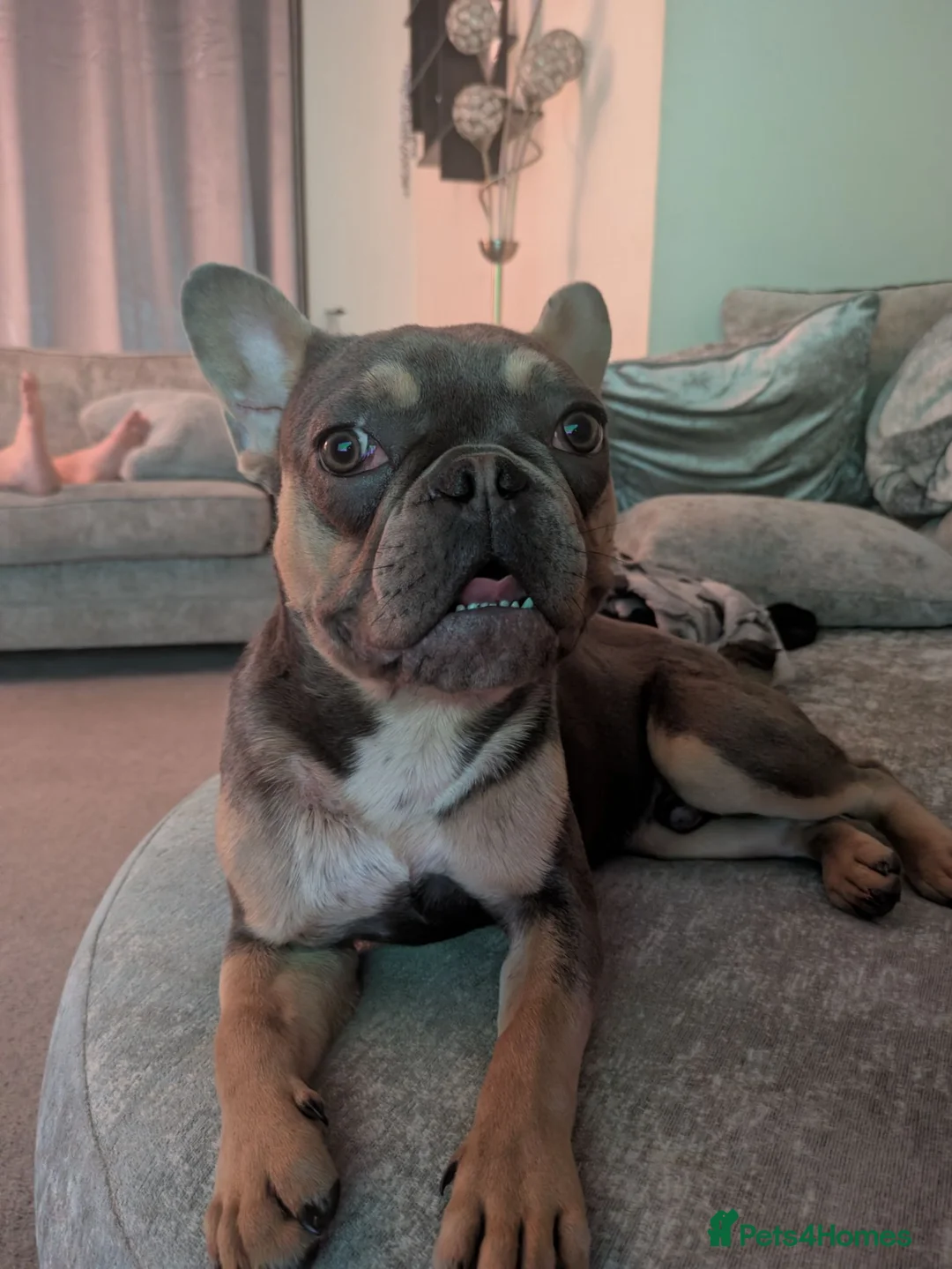 French Bulldog dogs for sale: Frenchie male Reggie 8 months old in Sheffield - Advert 1