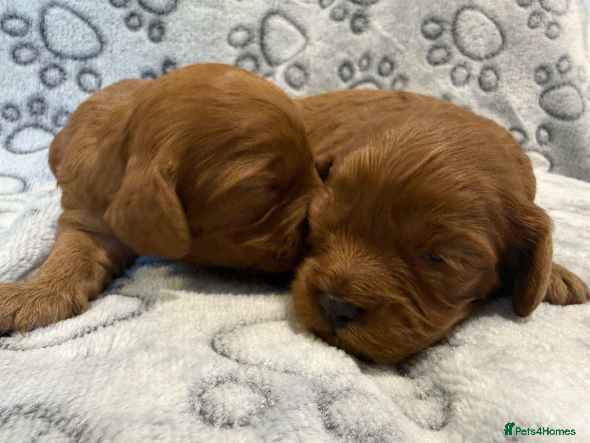 Cavapoo dogs Cavapoo health tested five ⭐️ licensed breeder - Advert 1