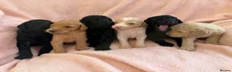 Standard Poodle dogs for sale: EXCEPTIONAL KC STANDARD POODLE LITTER  - Advert 2