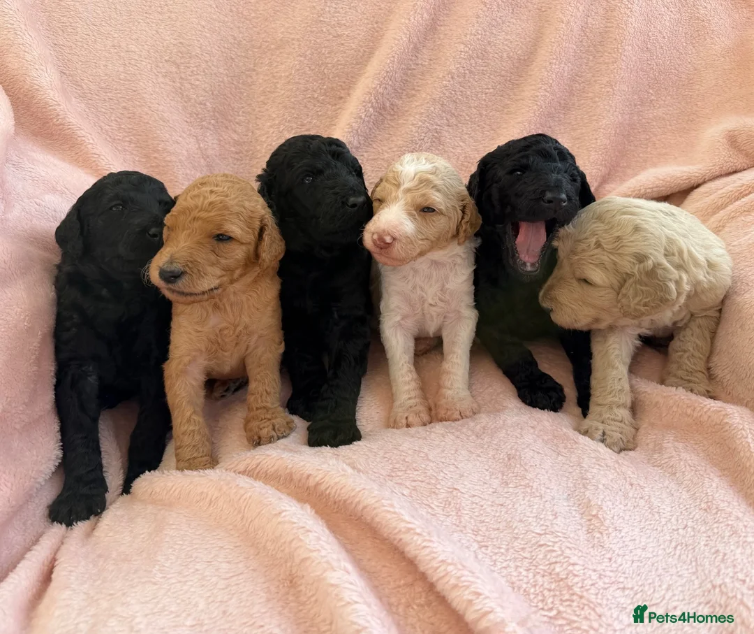 Standard Poodle dogs for sale: EXCEPTIONAL KC STANDARD POODLE LITTER  - Advert 2