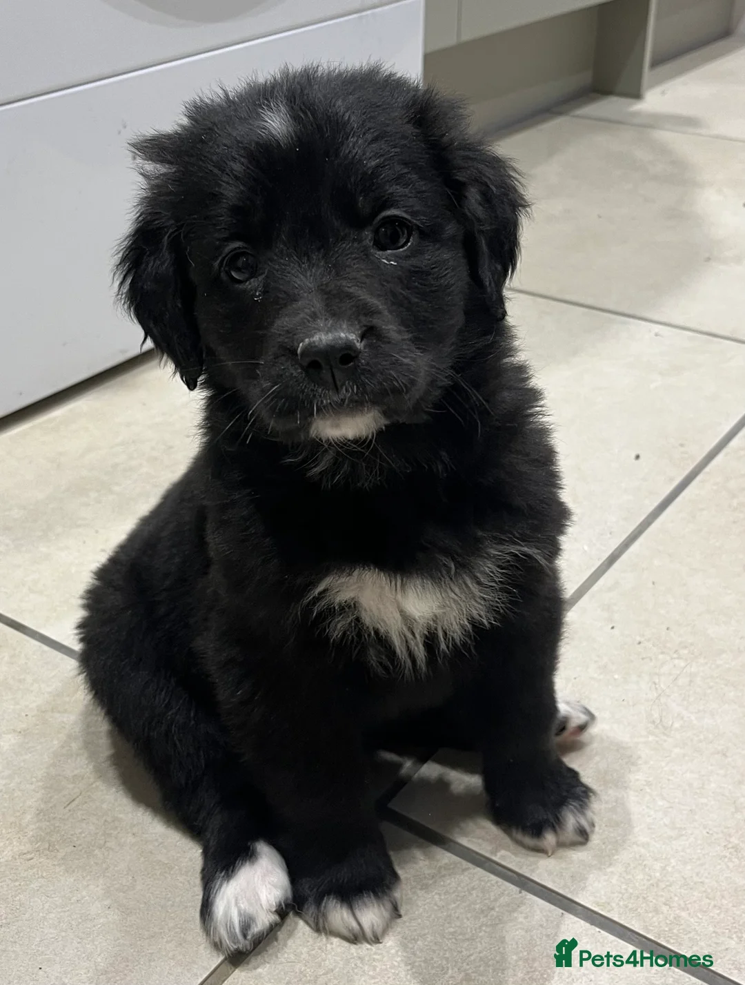 Golden Retriever dogs for sale: Beautiful Bernese Mountain Dog x Golden Retrievers - Advert 6