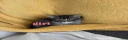Mixed Breed cats for sale: Pure persian&tabby in Nuneaton - Advert 5