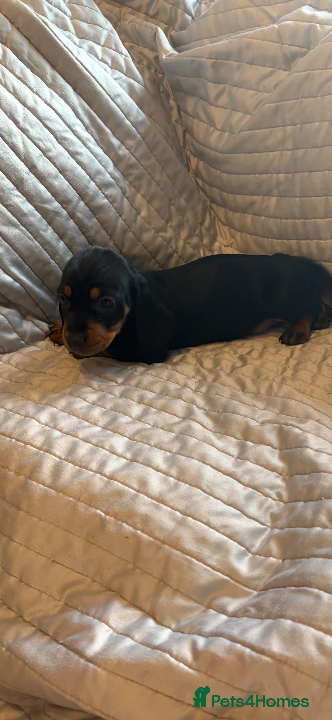 Dachshund dogs for sale: Standard Dachshund puppies for sale  - Advert 13