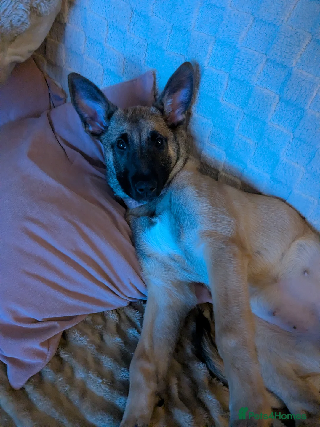 Belgian Shepherd Dog dogs for sale: Beautiful Belgian malinois girl - Advert 8