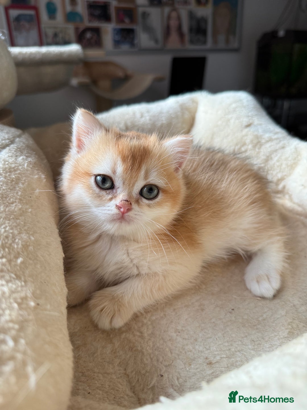 British Shorthair cats for sale: GCCF reg BSH Chocolate and Black Golden Kittens - Advert 32