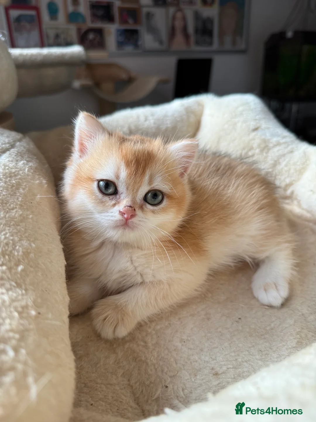 British Shorthair cats for sale: GCCF reg BSH Last Black Golden Female Kitten - Advert 29