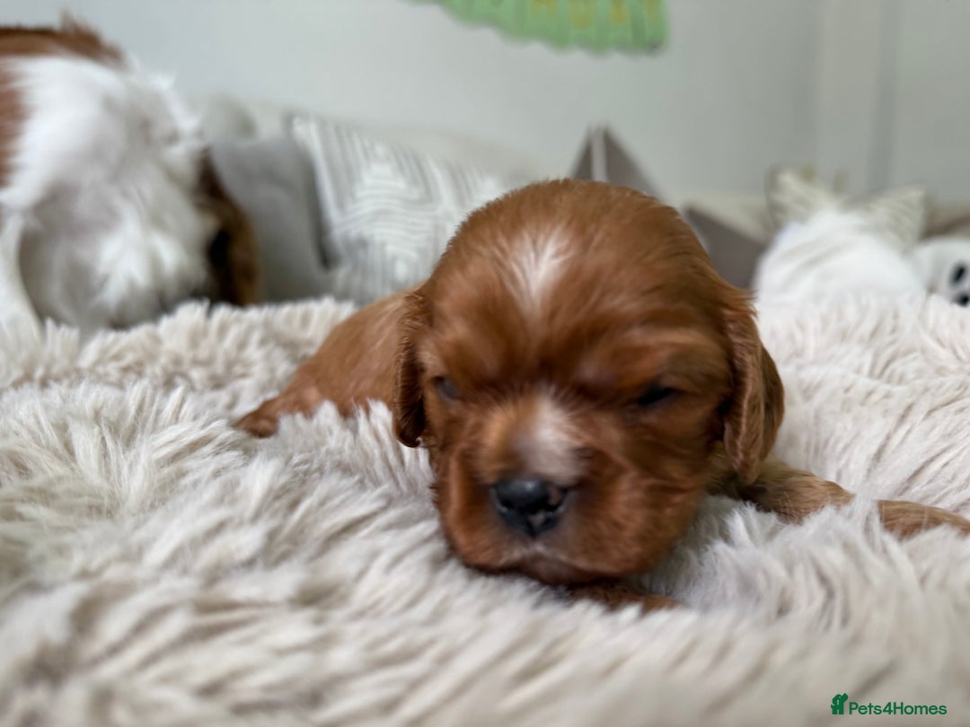 Cavalier King Charles Spaniel dogs for sale: Cavalier King Charles  - Image 3