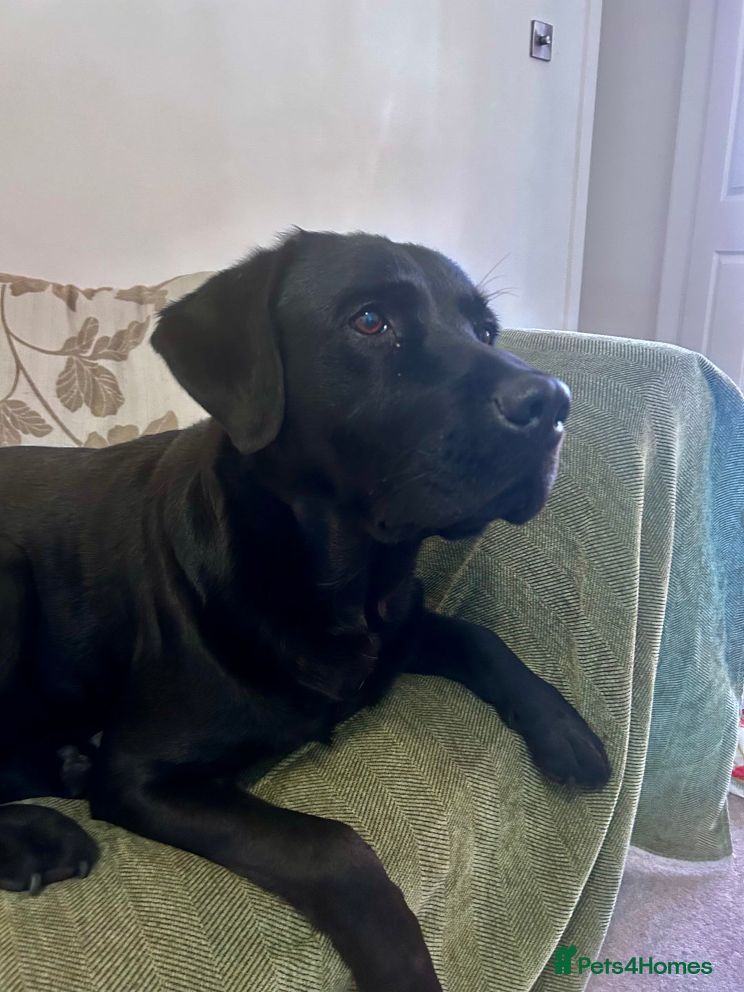 Labrador Retriever dogs for sale: Beautiful KC Reg Lab Pups - Advert 17